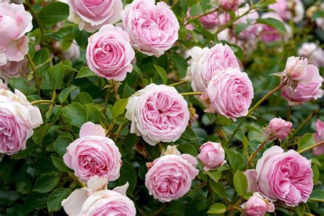 Tips For Growing Shrub Roses Gardeners Path