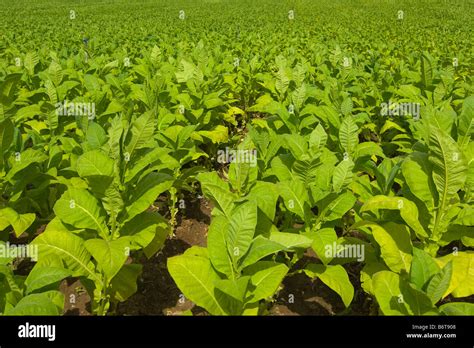 Tabak kultivieren hi-res stock photography and images - Alamy