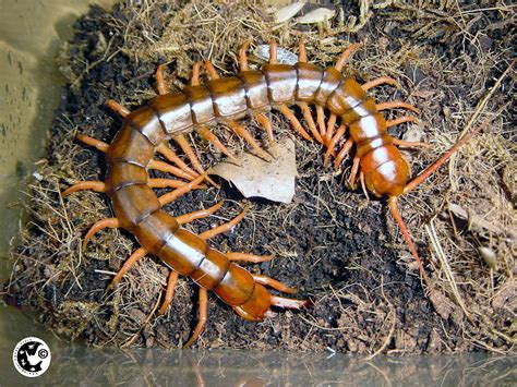 hewan serangga kelabang susanto wisata