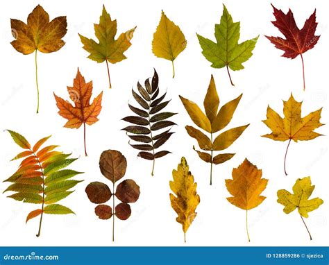 Autumn Leaves Set Isolated On White Background Stock Photo Image Of