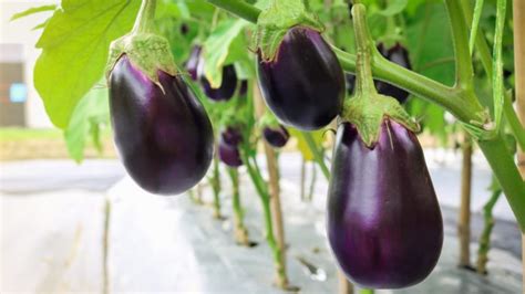 Voici Comment Planter Et Cultiver Aubergine Dans Votre Jardin Jardin