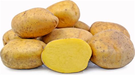 Potatoes Yukon Gold Mid Season American Seed Co