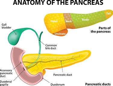 Pancreas Transplantation Transplantation Services John C Mcdonald