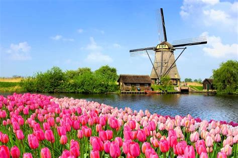 Tulipas Na Holanda Onde Encontrar Os Campos Para Visitar