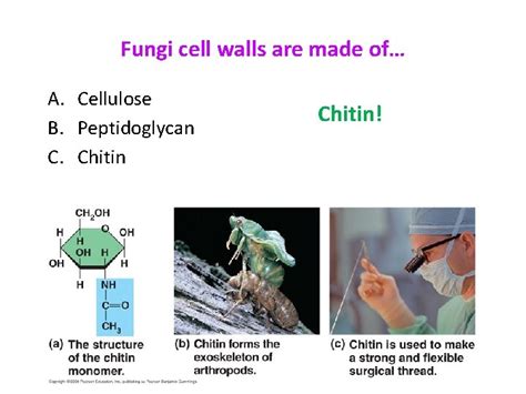 Kingdom Fungi Fungi A Autotroph B Heterotroph Fungi