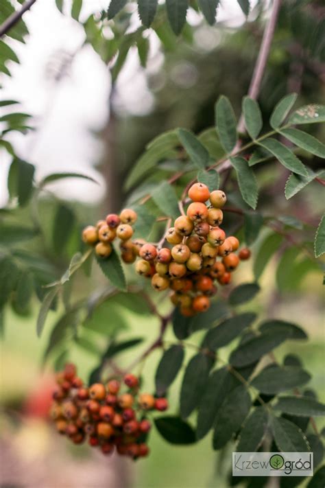 Jarząb pospolity Pendula Sorbus aucuparia KrzewOgród