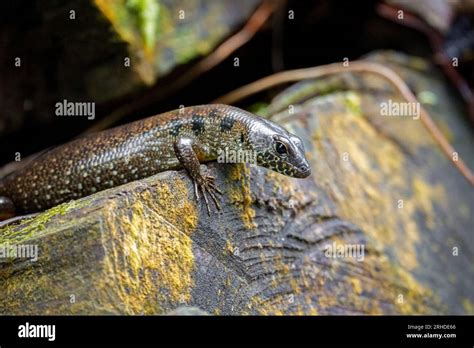 Blotched Forest Skink Sphenomorphus Praesignis On Mossy Wood Spotted