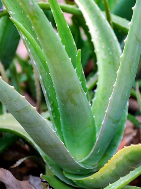 Todo sobre el Aloe vera características y cuidados