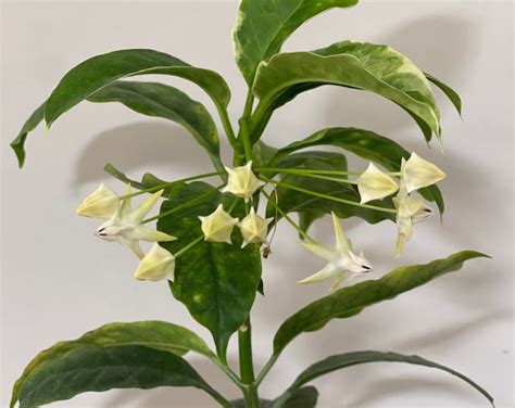 Hoya Multiflora Variegata Shooting Star Etsy