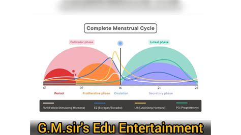 Menstrual Cycle Class 12th Biologyhormones Roles In Menstrual Cycle Youtube