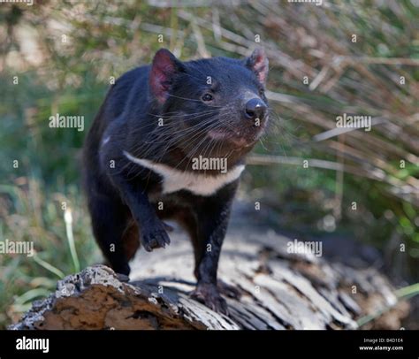 Diavolo Della Tasmania Immagini E Fotos Stock Alamy