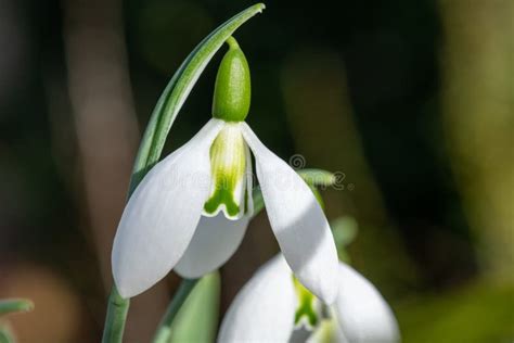 Greater Snowdrop Galanthus Elwesii Fieldgate Prelude Flower Stock