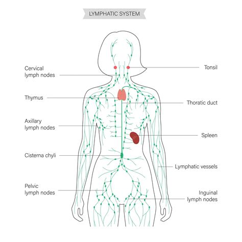 Lymphatic System Diagram For Kids