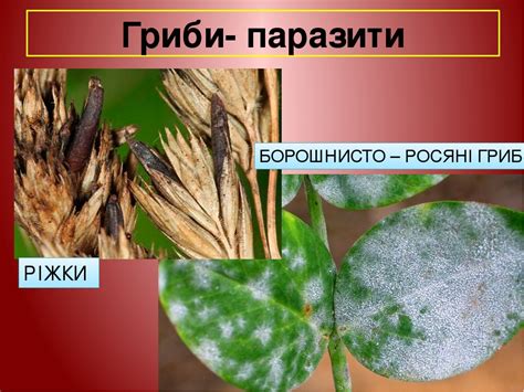 Паразитичні безхребетні тварини