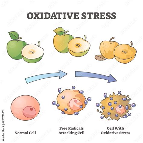 Oxidative Stress Aging As Free Radical Cell Attacking Process Outline Diagram Stock Vector