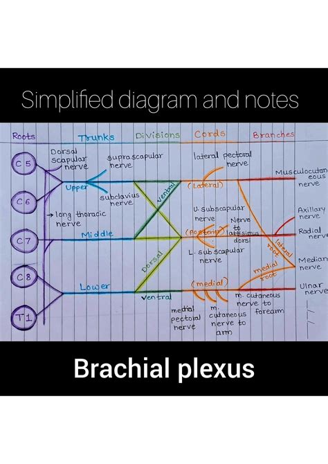 Solution Brachial Plexus Anatomy Notes Studypool