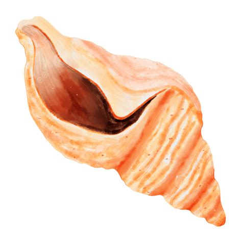 Conch PNG Transparent Conch Watercolor Creature Figure Conch