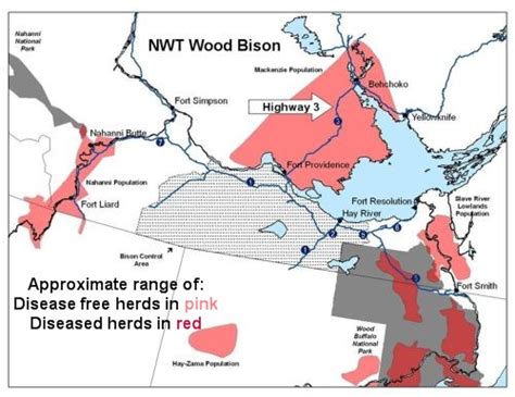 Wood Bison | Coniferous Forest