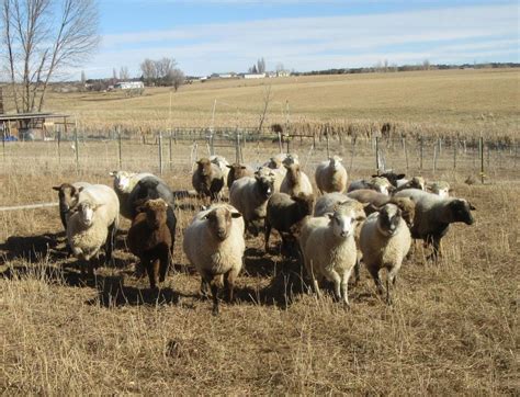 Navajo-Churro Breeding Ewes and Lambs 2021 – Arriola Sunshine Farm