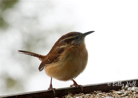 Carolina wrens - another backyard favorite - Betty Hall Photography