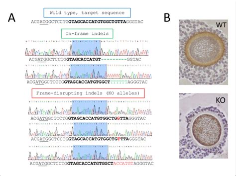 Generation Of Zp Ko Rabbits A A Sgrna Was Designed For A Genomic