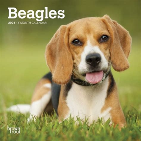 Beagles 2021 Mini Wall Calendar | DogDays 2023 Calendar and Puzzle App ...