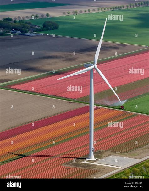 Wind Turbines Tulip Fields Aerial View Zeewolde Flevoland The