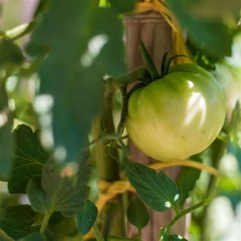 The Best Tomato Twine Tie For Tying Up Your Tomatoes Minneopa Orchards