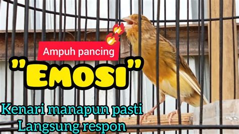 Suara Kenari Gacor Paling Ampuh Pancing Kenari Paud Agar Cepat Ngeriwik