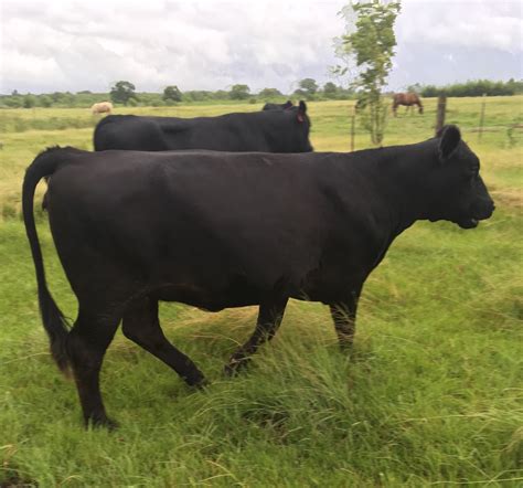 10 - Brangus Bred Cows - Texas