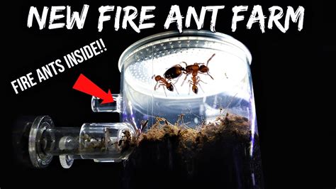 Fire Ants React To Their New Ant Farm Their First Time Digging Tunnels Youtube