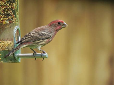 Pájaro Vistoso Fauna Foto gratis en Pixabay Pixabay