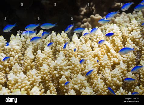 Damselfish Great Barrier Reef High Resolution Stock Photography and ...