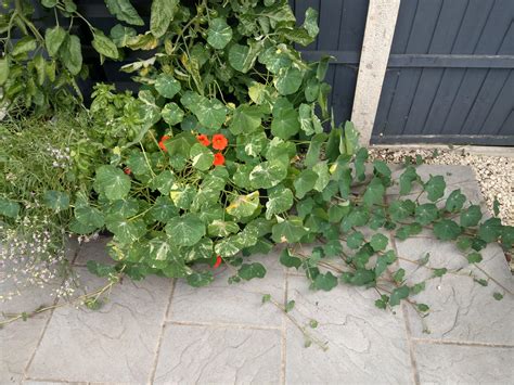 Two nasturtium seedlings may have been too many, be living in jumanji ...