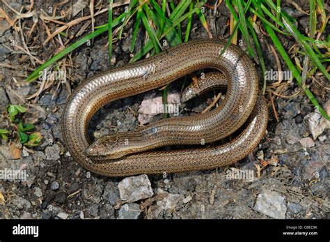 A Coiled Slow Worm Uk Stock Photo Alamy