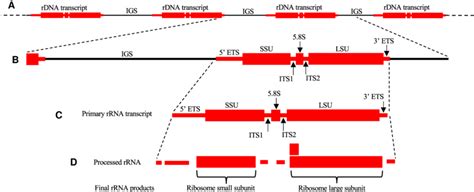 -rDNA locus. (A) Tandem array of eukaryotic nuclear rDNA showing four ...