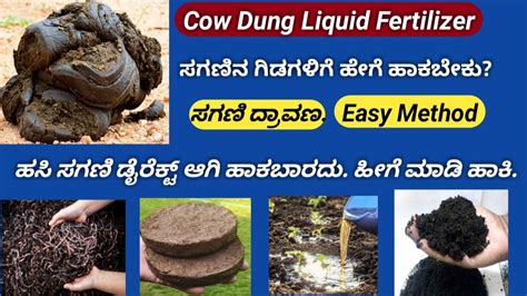 How to use Cow Dung for Plants How to store compost Cowdung Cake ಸಗಣ