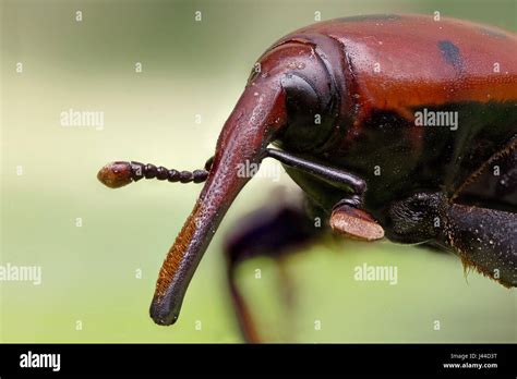 A Rhynchophorus Ferrugineus Red Weevil Stock Photo Alamy