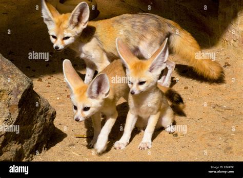 Fennec Fox Fennecus Zerda Vulpes Zerda Mother With Two Cubs