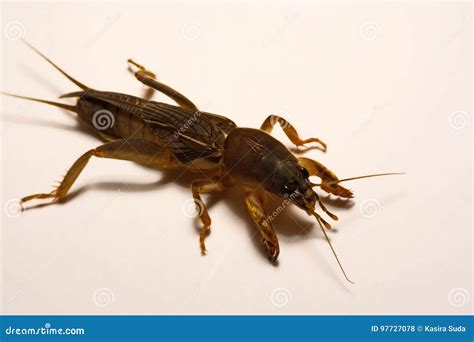 Grillo De Topo Gryllotalpidae Aislado En El Fondo Blanco Foto De