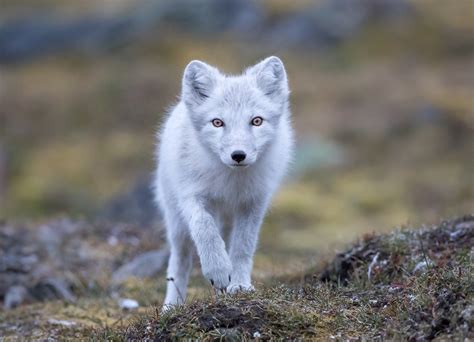 Sri Lankan Wildlife Photographer Wins Over 250 Photography Awards In A Year