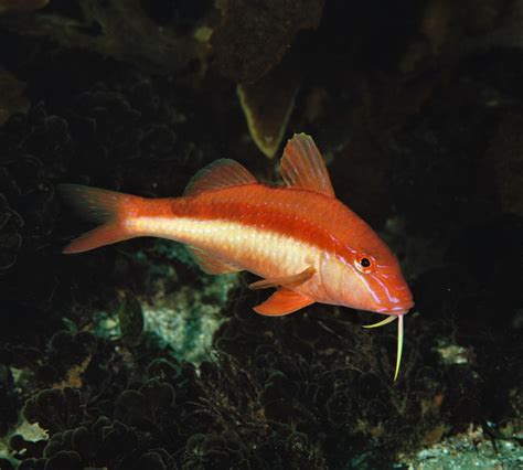 Bluestriped Goatfish Fishes Of Cabbage Tree Bay Aquatic Reserve