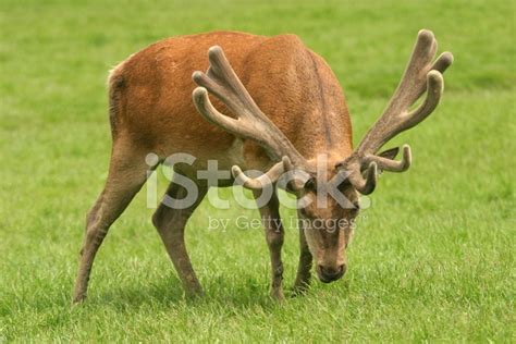 Grazing Red Deer Stock Photo Royalty Free Freeimages