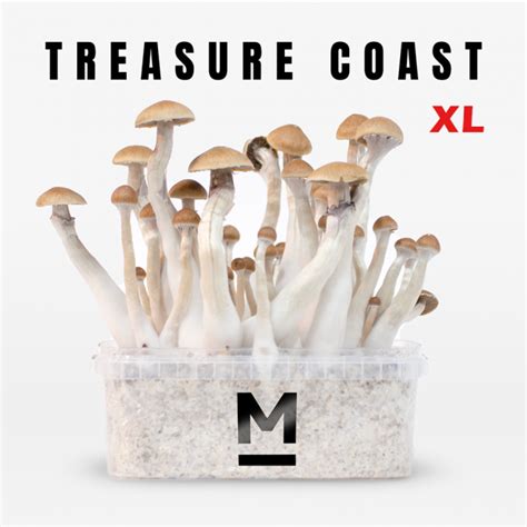 Buy Magic Mushroom Grow Kit Treasure Coast Xl By Mondo® Magic