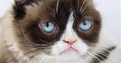 Grumpy Cat Imgur