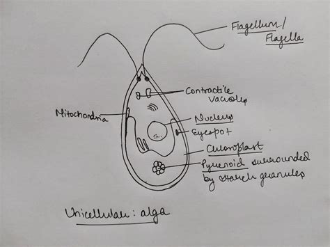 Algae Diagram Labelled