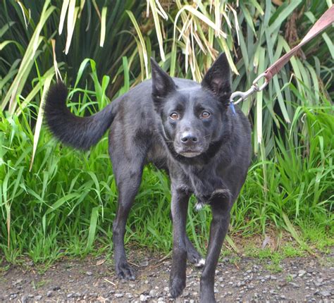 Chloe Medium Female Kelpie X Border Collie Mix Dog In Vic Petrescue