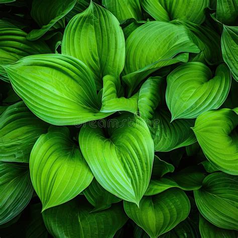 Hosta Leaves Texture Background Hostas Leaf Nature Pattern Big Daddy