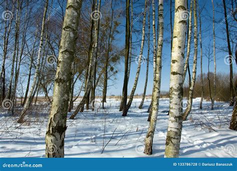 Birch Trees And Snow Background Stock Photo Image Of Wood Blue
