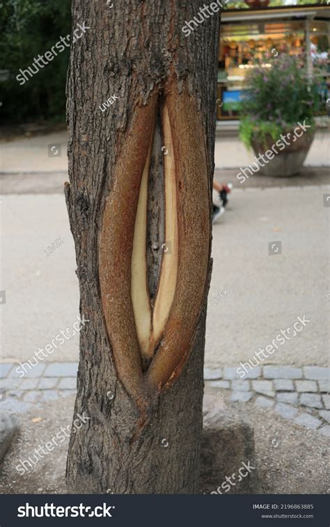 311 Vagina Wood Images Stock Photos Vectors Shutterstock